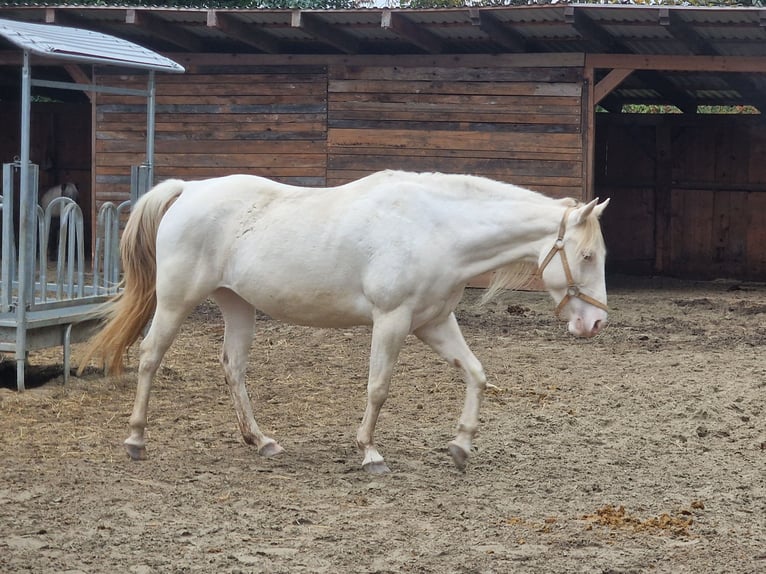 American Paint Horse Jument 4 Ans 146 cm Pinto in Obertaufkirchen
