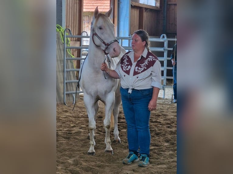 American Paint Horse Jument 4 Ans 146 cm Pinto in Obertaufkirchen