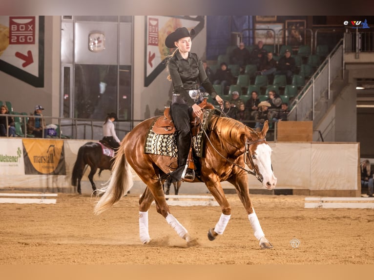 American Paint Horse Jument 4 Ans 150 cm Alezan in Mannheim