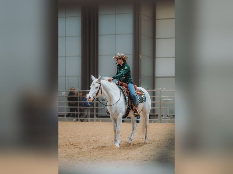 American Paint Horse Jument 4 Ans 150 cm  in Falkenstein/Vogtland