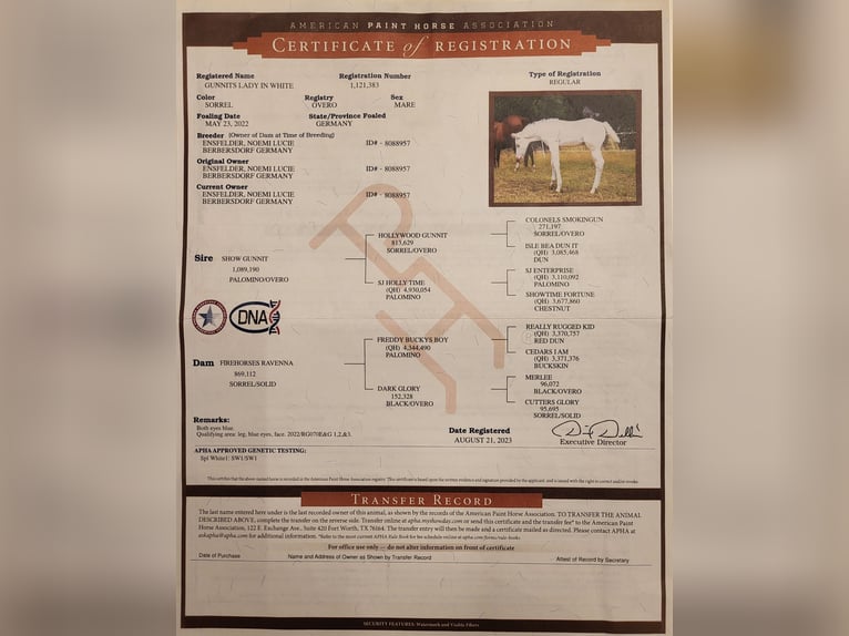 American Paint Horse Jument 4 Ans 150 cm  in Falkenstein/Vogtland