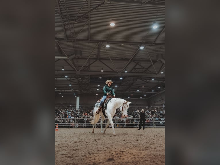 American Paint Horse Jument 4 Ans 150 cm  in Falkenstein/Vogtland