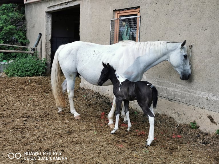American Paint Horse Jument 4 Ans 150 cm Tobiano-toutes couleurs in betteldorf