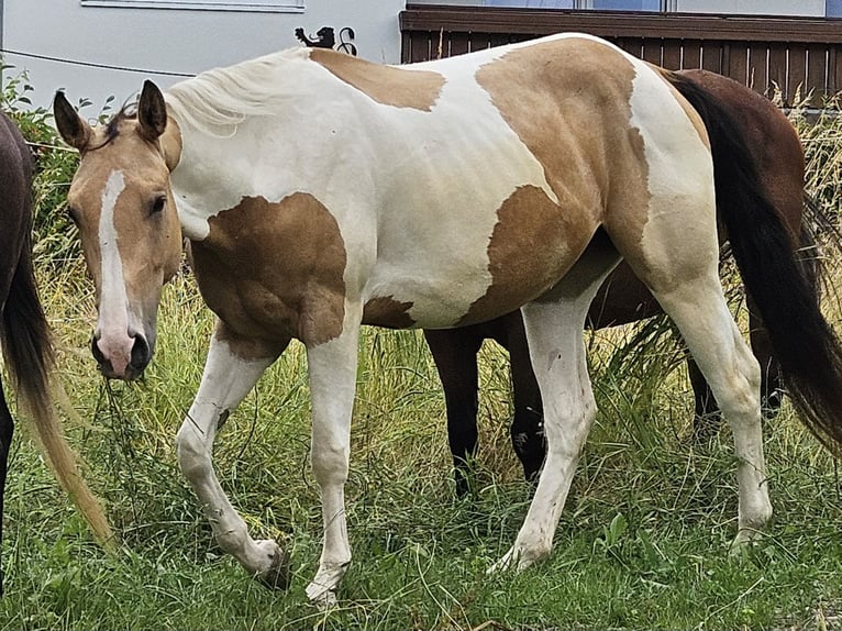 American Paint Horse Jument 4 Ans 150 cm Tobiano-toutes couleurs in Eggenthal