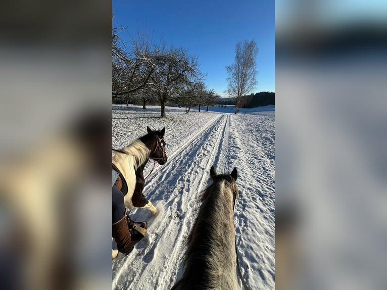 American Paint Horse Jument 4 Ans 150 cm Tobiano-toutes couleurs in Matzingen