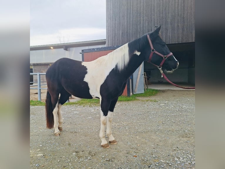 American Paint Horse Jument 4 Ans 150 cm Tobiano-toutes couleurs in Matzingen