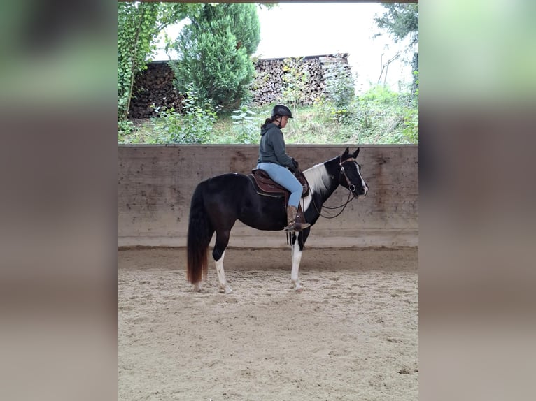 American Paint Horse Jument 4 Ans 150 cm Tobiano-toutes couleurs in Matzingen