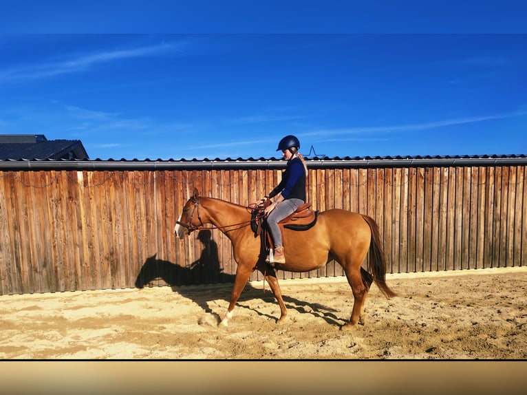 American Paint Horse Jument 4 Ans 155 cm Alezan dun in Kefermarkt
