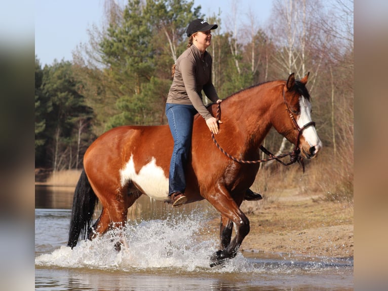 American Paint Horse Croisé Jument 4 Ans 155 cm Tobiano-toutes couleurs in Oberhausen