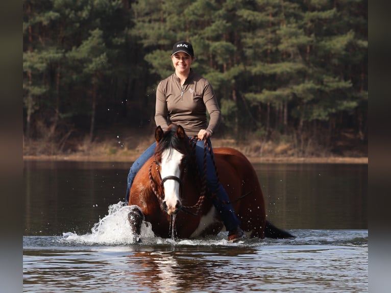 American Paint Horse Croisé Jument 4 Ans 155 cm Tobiano-toutes couleurs in Oberhausen