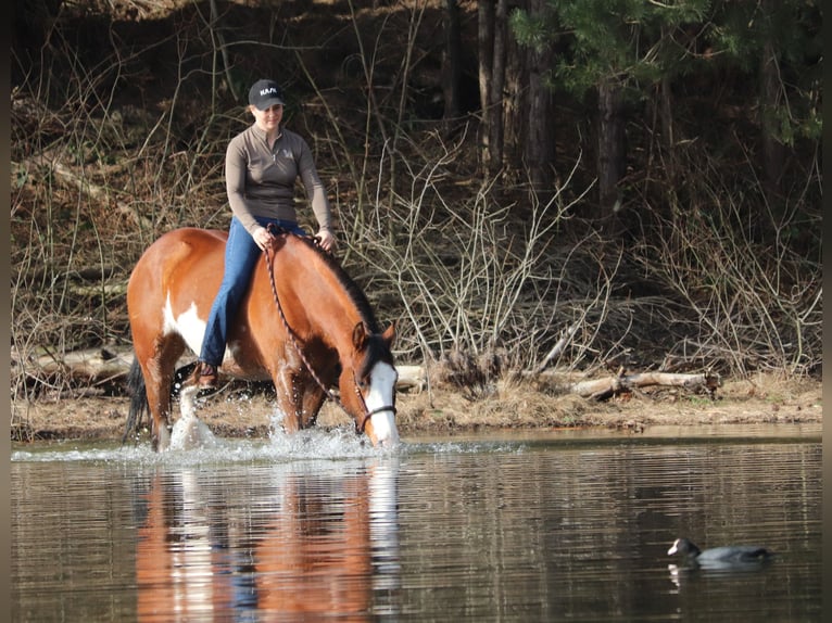 American Paint Horse Croisé Jument 4 Ans 155 cm Tobiano-toutes couleurs in Oberhausen