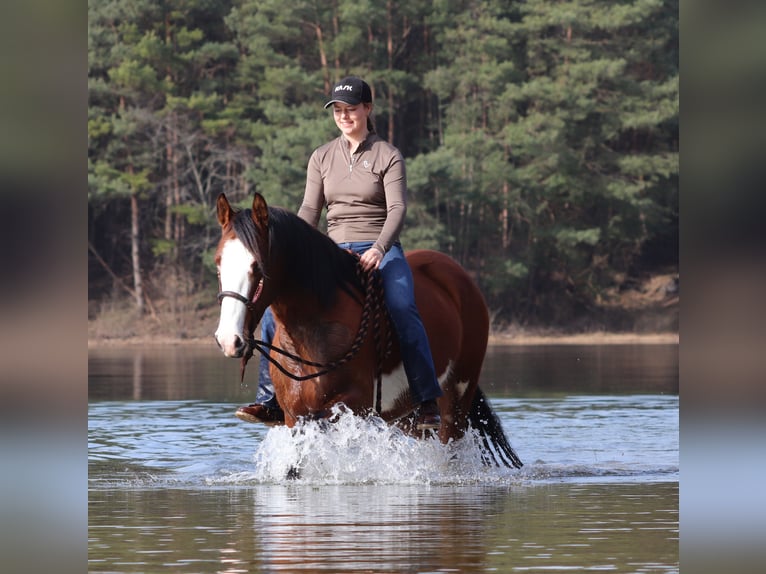 American Paint Horse Croisé Jument 4 Ans 155 cm Tobiano-toutes couleurs in Oberhausen