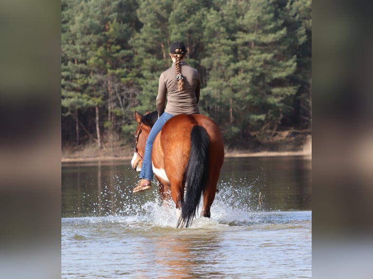 American Paint Horse Croisé Jument 4 Ans 155 cm Tobiano-toutes couleurs in Oberhausen