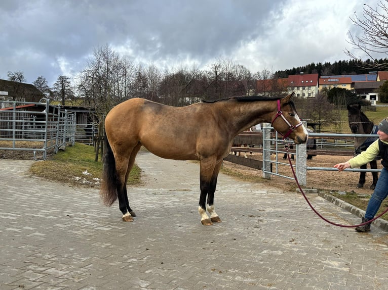 American Paint Horse Jument 4 Ans 156 cm Buckskin in Gefrees