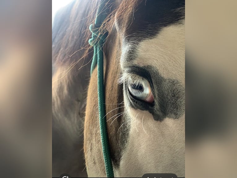 American Paint Horse Jument 4 Ans 156 cm Grullo in Ellwangen (Jagst)