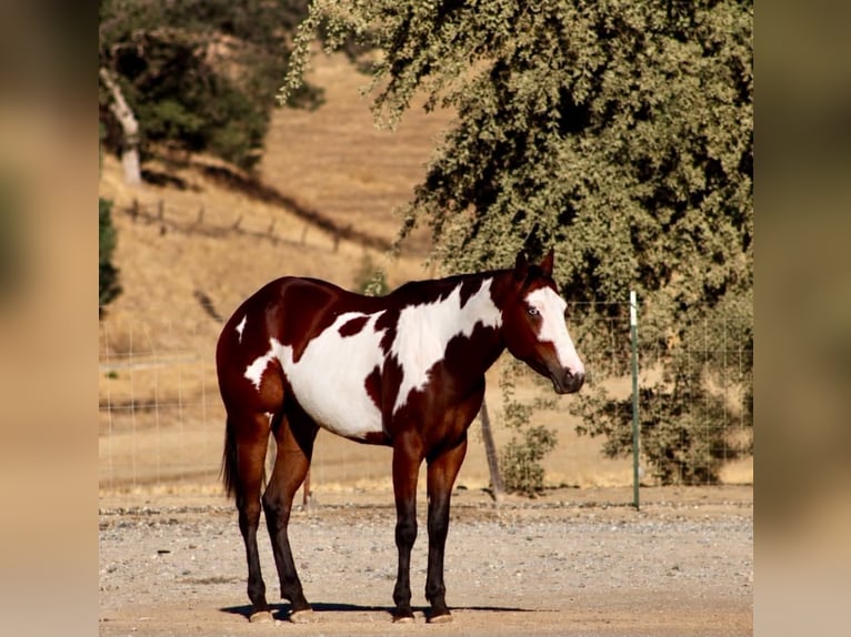 American Paint Horse Jument 4 Ans Overo-toutes couleurs in Tres Pinos