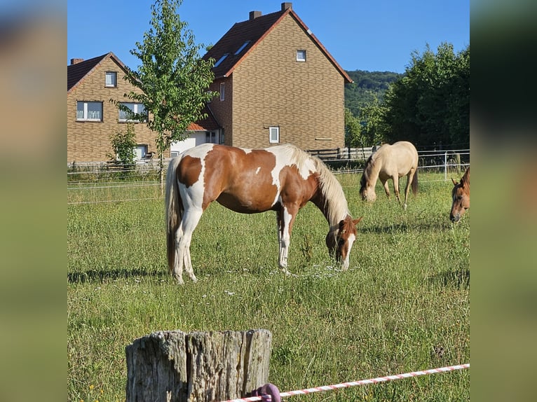 American Paint Horse Jument 4 Ans Pinto in Bovenden