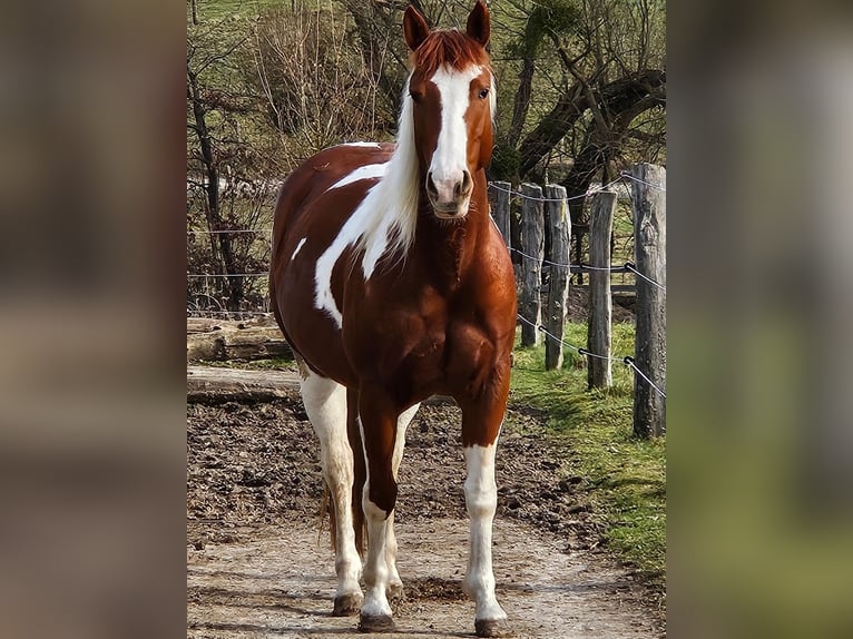 American Paint Horse Jument 4 Ans Pinto in Bovenden
