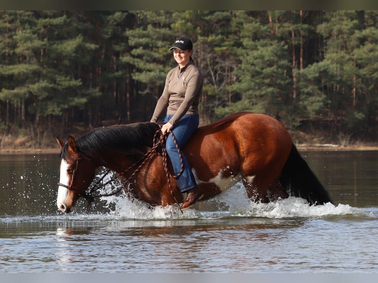 American Paint Horse Croisé Jument 4 Ans Tobiano-toutes couleurs in Oberhausen