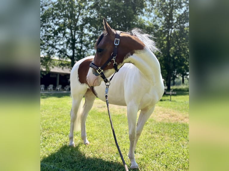 American Paint Horse Jument 5 Ans 137 cm Tobiano-toutes couleurs in Schinveld