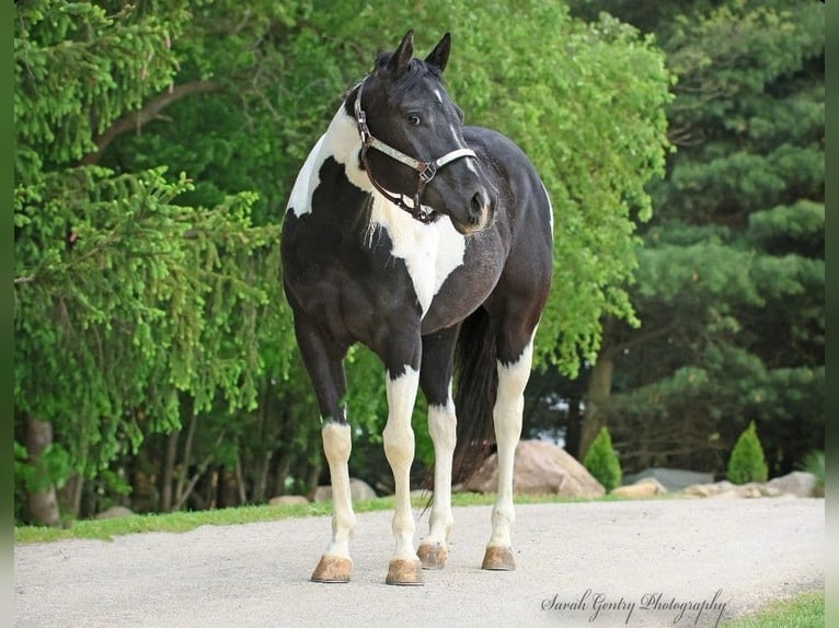 American Paint Horse Jument 5 Ans 147 cm Tobiano-toutes couleurs in Ashland Oh