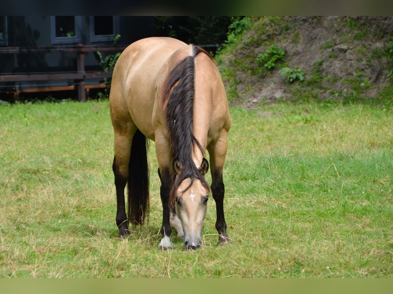 American Paint Horse Jument 5 Ans 150 cm Buckskin in Ede