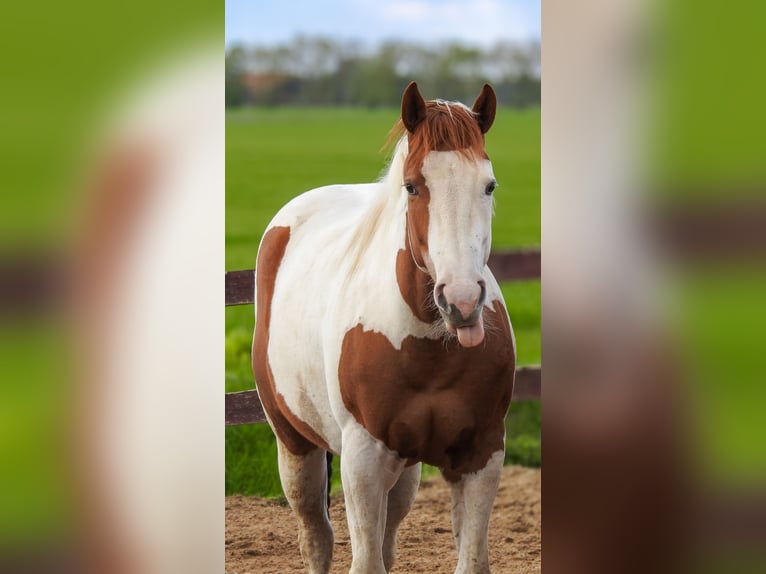 American Paint Horse Jument 5 Ans 150 cm Tobiano-toutes couleurs in Scheemda