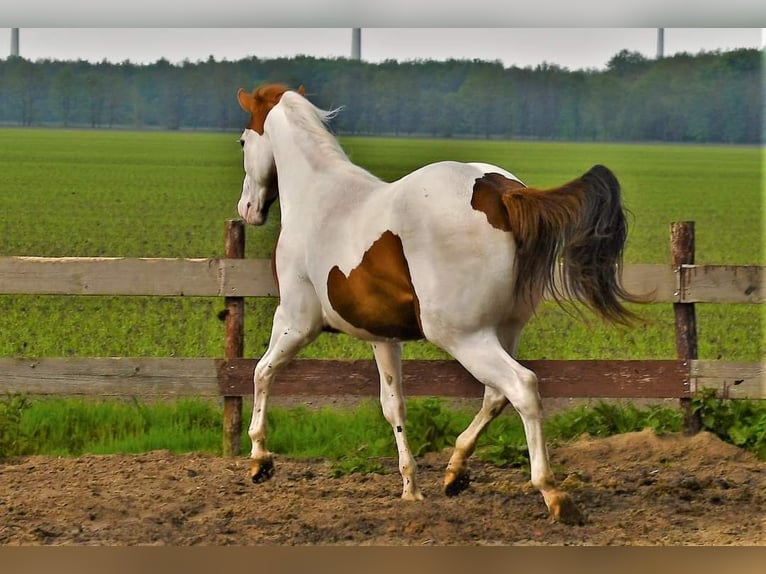 American Paint Horse Jument 5 Ans 150 cm Tobiano-toutes couleurs in Scheemda