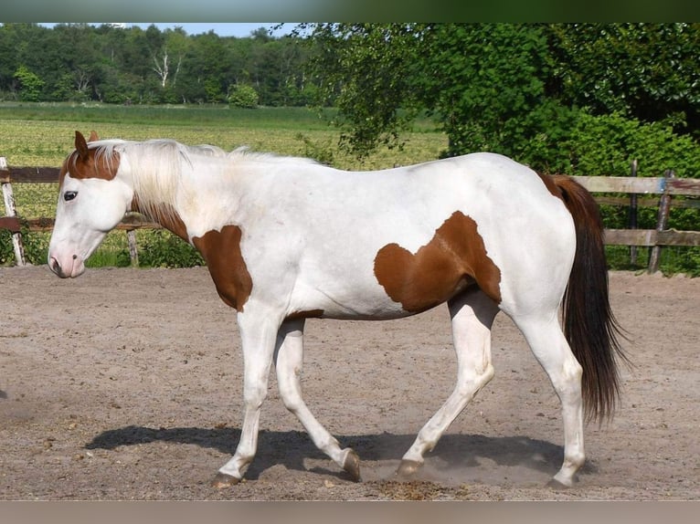 American Paint Horse Jument 5 Ans 150 cm Tobiano-toutes couleurs in Scheemda