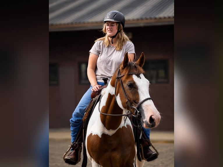 American Paint Horse Jument 5 Ans 150 cm Tobiano-toutes couleurs in Scheemda