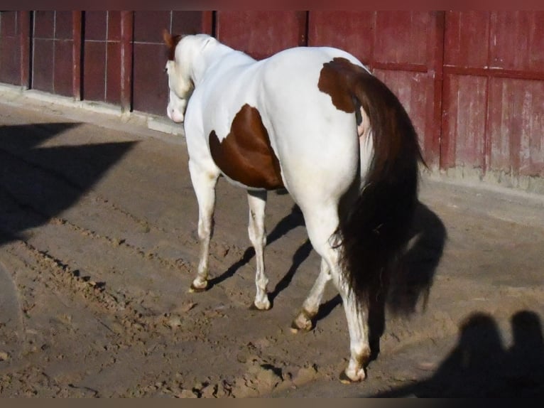 American Paint Horse Jument 5 Ans 150 cm Tobiano-toutes couleurs in Scheemda