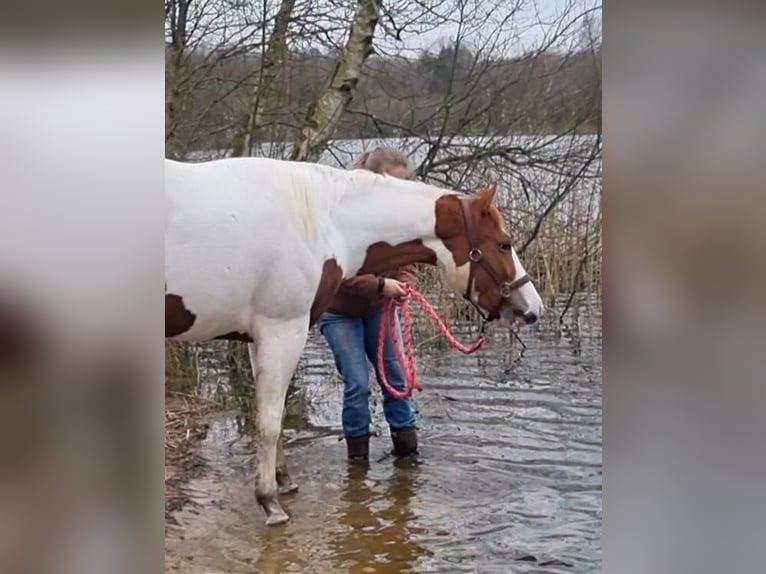American Paint Horse Jument 5 Ans 150 cm Tobiano-toutes couleurs in Scheemda