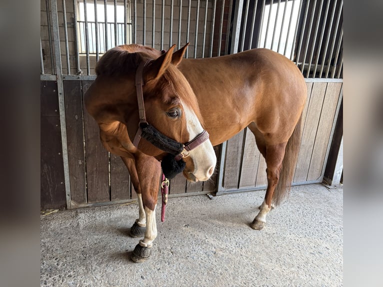 American Paint Horse Jument 5 Ans 152 cm Alezan in Lippetal
