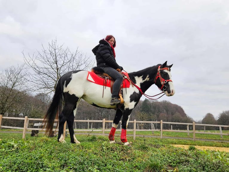 American Paint Horse Jument 5 Ans 152 cm Overo-toutes couleurs in Linkenbach