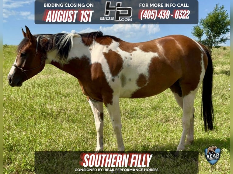 American Paint Horse Jument 5 Ans 152 cm Tobiano-toutes couleurs in Kingfisher, OK