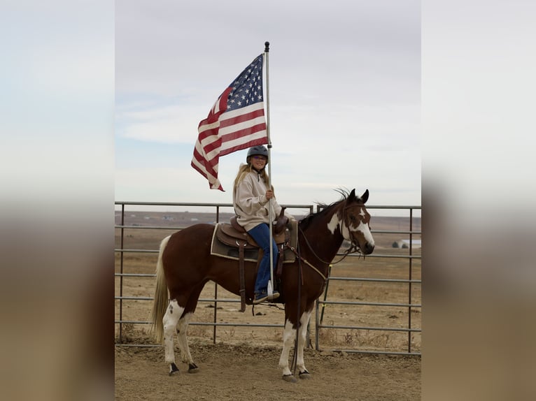 American Paint Horse Jument 5 Ans 152 cm Tobiano-toutes couleurs in Fort Collins