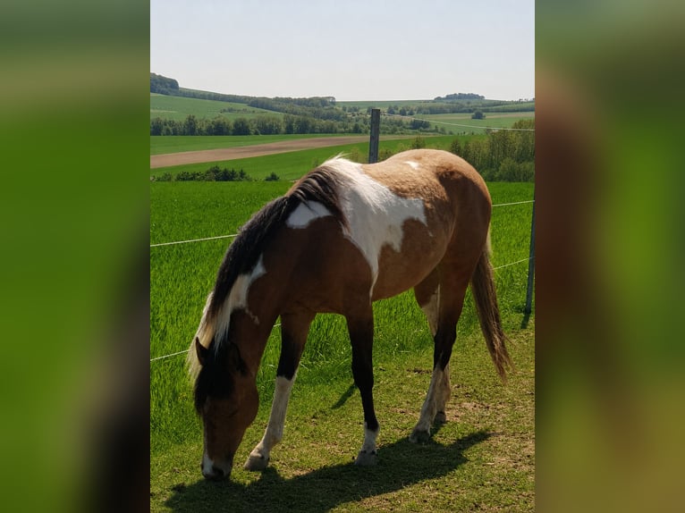 American Paint Horse Jument 5 Ans 153 cm Tobiano-toutes couleurs in Weinern