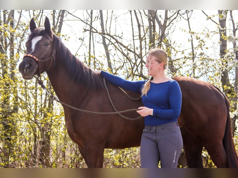American Paint Horse Jument 5 Ans 158 cm Alezan brûlé in Götzendorf