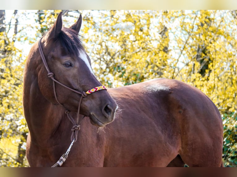 American Paint Horse Jument 5 Ans 158 cm Alezan brûlé in Götzendorf