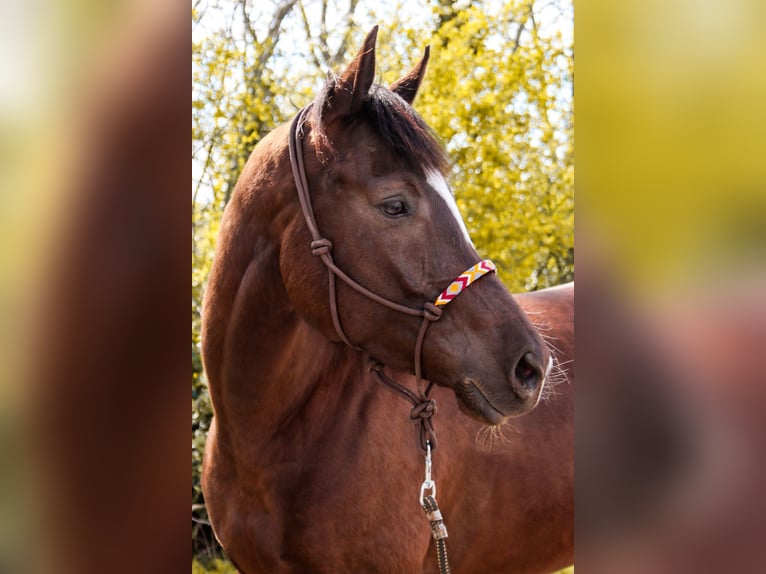 American Paint Horse Jument 5 Ans 158 cm Alezan brûlé in Götzendorf