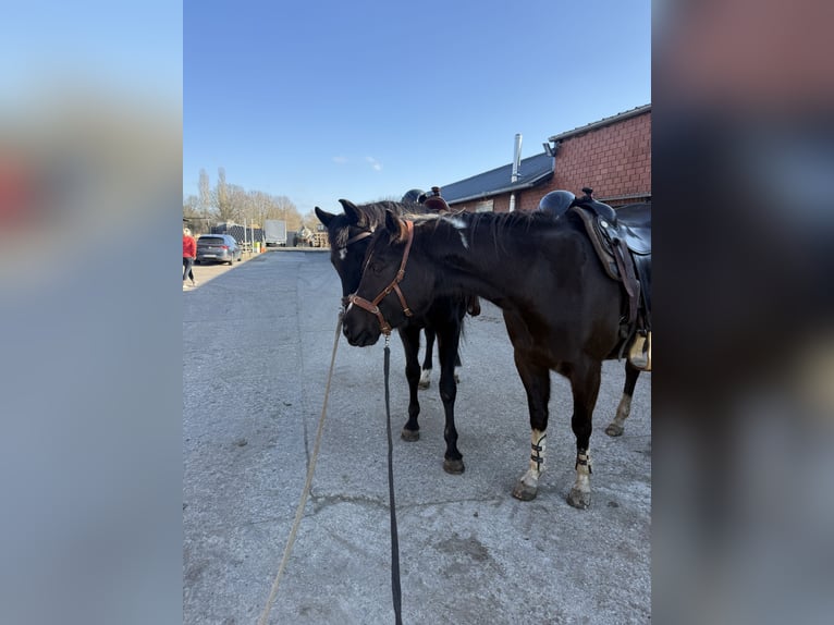 American Paint Horse Jument 5 Ans 158 cm Noir in Münster