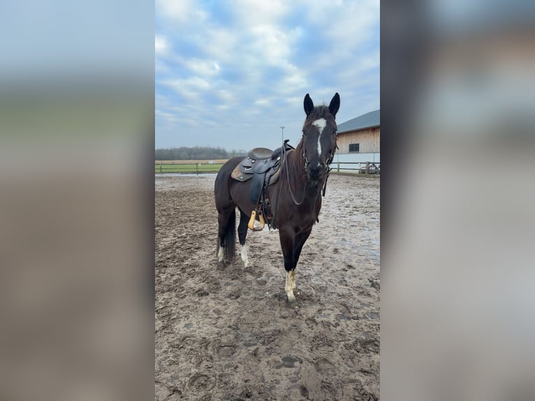 American Paint Horse Jument 5 Ans 158 cm Noir in Münster