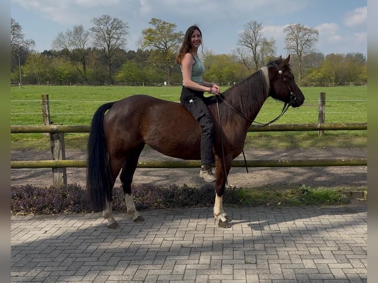 American Paint Horse Jument 5 Ans 158 cm Noir in Münster