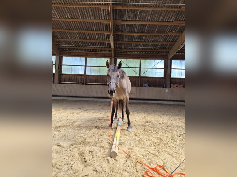 American Paint Horse Croisé Jument 5 Ans 162 cm Grullo in Schwaikheim