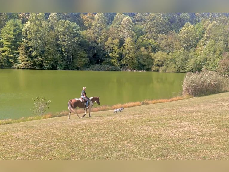 American Paint Horse Jument 5 Ans 165 cm Tobiano-toutes couleurs in New Holland