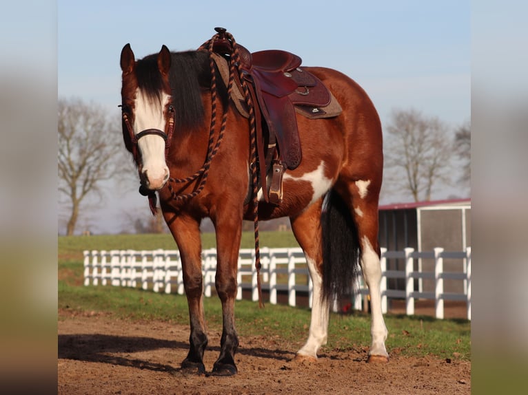 American Paint Horse Croisé Jument 5 Ans Tobiano-toutes couleurs in Oberhausen