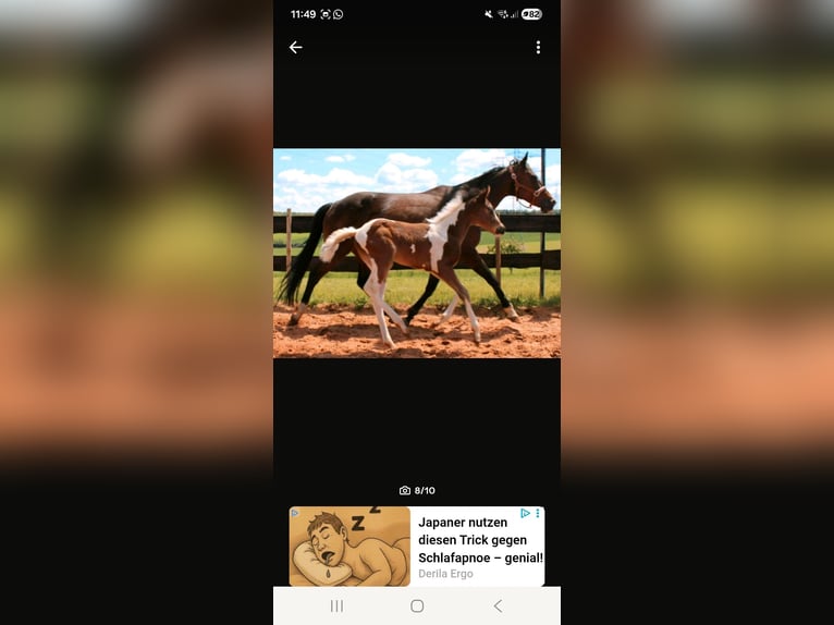 American Paint Horse Jument 5 Ans Tobiano-toutes couleurs in Eppelborn