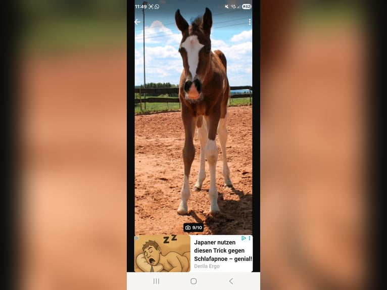 American Paint Horse Jument 5 Ans Tobiano-toutes couleurs in Eppelborn