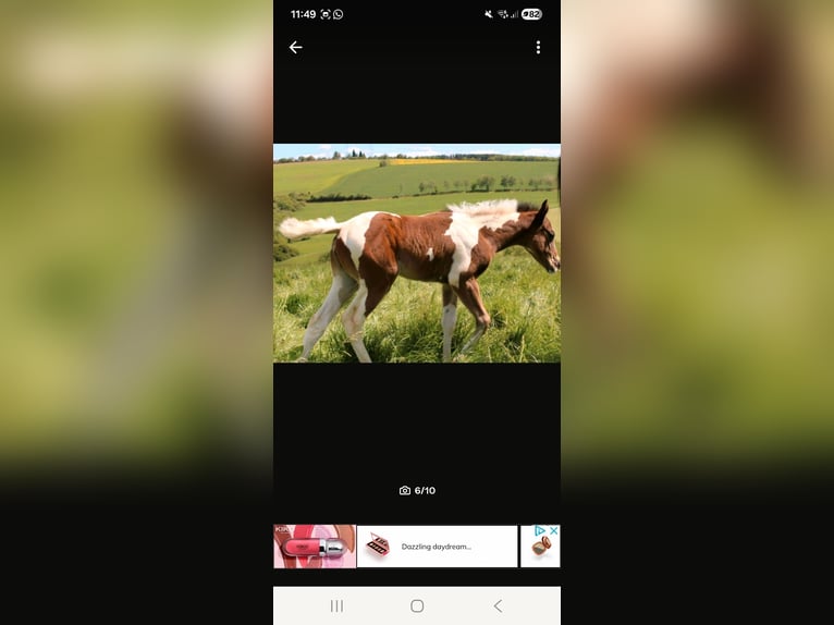 American Paint Horse Jument 5 Ans Tobiano-toutes couleurs in Eppelborn