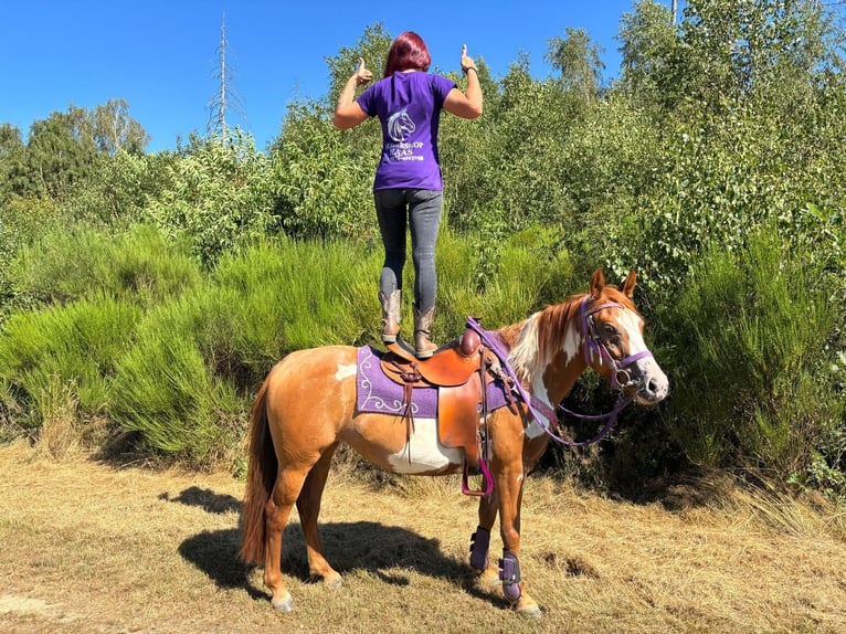 American Paint Horse Jument 6 Ans 146 cm Pinto in Linkenbach